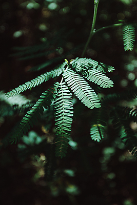 포토 JPG 해외이미지 백그라운드 잎 자연 사람없음 아웃포커스 초록색 어둠 양치식물 해외포토 식물 컬러 촬영기법 생태계 파일형식 이미지허브