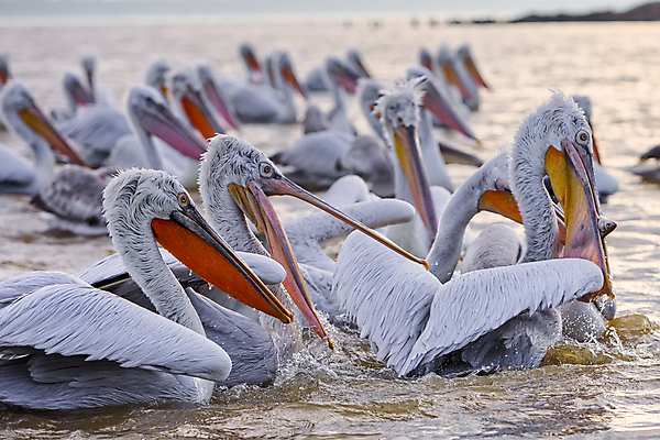 포토 JPG 해외이미지 동물 유럽 호수 야생동물 음식 바다 자연 조류 종류 어류 성인 사람없음 물 수영 흰색 오픈 그룹 기다림 큼 먹이 수집 먹기 펠리컨 배고픔 그리스 깃털 부리 북쪽 계산서 국회 내추럴 달마시안 파우치 해외포토 자연요소 나라 컬러 가방 모션 사람 수중동물 수상스포츠 개 크기 방향 생태계 파일형식 이미지허브