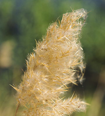 포토 JPG 해외이미지 식물 계절 밭 자연 씨앗 사람없음 야외 초록색 노란색 머리 정원 시골 신선 화려 묘사 내추럴 해외포토 컬러 컨셉 농업 신체부위 생태계 파일형식 이미지허브