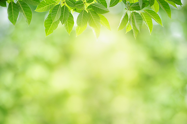 포토 JPG 해외이미지 나무 식물 계절 백그라운드 컨셉 잎 패턴 자연 벽지 추상 잔디 사람없음 초록색 여름 빛 컬러풀 햇빛 태양 우주 환경 정원 맑음 봄 성장 신선 숲 질감 보케 부드러움 내추럴 블러 생태학 지구의날 카피스페이스 그리너리 효과 해외포토 자연요소 교육 기념일 컬러 무늬 날씨 공백 감각 생태계 파일형식 트랜드컬러 이미지허브