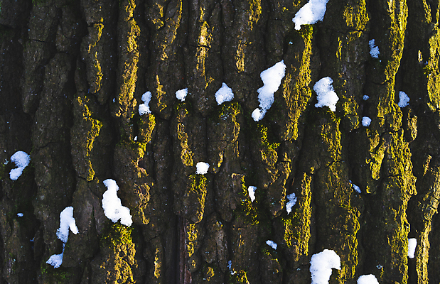 포토 JPG 해외이미지 나무 계절 공원 백그라운드 크리스마스 겨울 자연 하늘 날씨 풍경 사람없음 야외 목재 가로 파란색 빛 햇빛 태양 일출 맑음 얼음 일몰 추위 흰색 신선 숲 서리 장면 자작나무 내추럴 눈내림 해외포토 자연요소 식물 공공시설 기념일 컬러 재료 눈_날씨 노을 생태계 파일형식 이미지허브