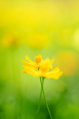포토 JPG 해외이미지 식물 디자인 꽃잎 꽃 꽃다발 백그라운드 잎 패턴 밭 자연 벽지 선물 미술 사람없음 장식 빨간색 초록색 컬러풀 노란색 정원 놀람 봄 벚꽃 흰색 신선 개화 내추럴 고립 해외포토 계절 감정 컬러 무늬 농업 문화예술 표정 생태계 파일형식 이미지허브