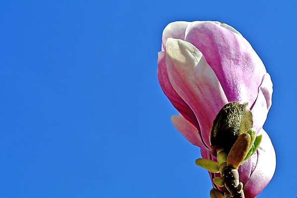 포토 JPG 해외이미지 나무 식물 계절 분홍색 백그라운드 자연 하늘 사람없음 야외 파란색 정원 봄 펼침 성장 나뭇가지 목련 해외포토 꽃 컬러 모션 생태계 파일형식 이미지허브