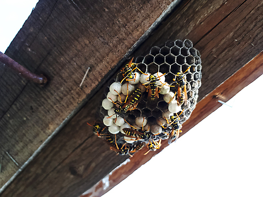 포토 JPG 해외이미지 동물 1 계절 종이 야생동물 과학 곤충 밭 날개 자연 안테나 사람없음 야외 건물 여름 귀여움 계란 어둠 봄 흰색 둥지 말벌 위험 작음 자르기 묘사 오브젝트 서식 생물학 북쪽 찌르기 서쪽 소셜 콜로라도 해외포토 건축물 교육 컬러 컨셉 농업 통신 모션 알 미국 벌_곤충 크기 방향 생태계 파일형식 이미지허브