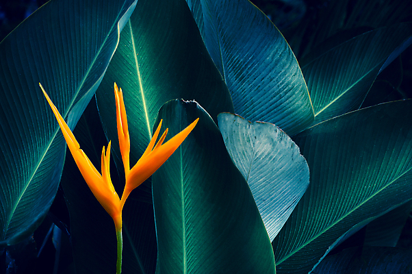 포토 JPG 해외이미지 나무 식물 디자인 계절 꽃 백그라운드 잎 꽃무늬 패턴 오렌지 자연 벽지 추상 손바닥 미술 사람없음 장식 초록색 파란색 컬러풀 노란색 정원 스파 어둠 봄 수확 성장 벚꽃 숲 묘사 질감 복고 내추럴 생태학 엘리먼트 이국적 해외포토 손 교육 컬러 무늬 농업 과일 문화예술 생태계 파일형식 이미지허브