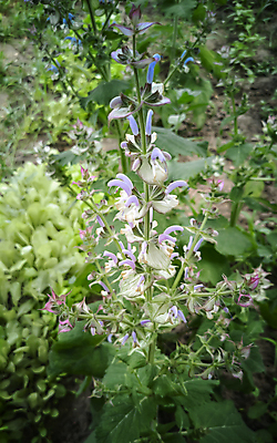 포토 JPG 해외이미지 식물 계절 꽃잎 꽃 분홍색 잎 자연 사람없음 가로 약 약재 신선 개화 약초 허브 향 라일락 내추럴 세이지 영원 해외포토 컬러 의학 풀_식물 생태계 파일형식 이미지허브