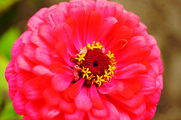 포토 JPG 해외이미지 식물 디자인 꽃잎 꽃 분홍색 백그라운드 꽃무늬 패턴 오렌지 자연 미술 사람없음 야외 빨간색 초록색 여름 컬러풀 환경 상점 정원 보라색 봄 벚꽃 가을 흰색 신선 개화 닫기 달리아 묘사 원예 내추럴 고립 해외포토 계절 컬러 무늬 과일 모션 문화예술 취미 생태계 파일형식 이미지허브