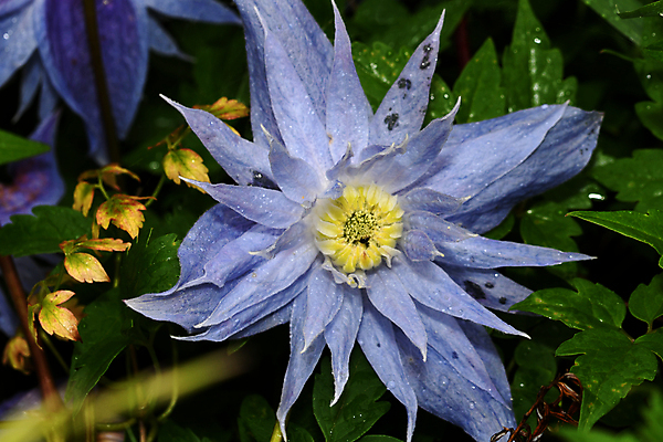 포토 JPG 해외이미지 식물 꽃잎 꽃 줄기 자연 사람없음 그리너리 해외포토 생태계 파일형식 트랜드컬러 이미지허브