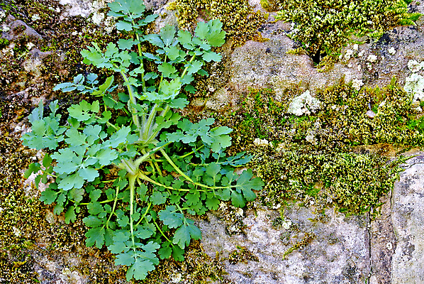 포토 JPG 해외이미지 식물 꽃잎 꽃 잎 꽃무늬 자연 사람없음 초록색 여름 약 건강관리 벚꽃 개화 약초 허브 조제 내추럴 영원 해외포토 계절 컬러 무늬 의학 건강 관리 풀_식물 생태계 만들기 파일형식 이미지허브