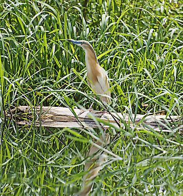 포토 JPG 해외이미지 식물 동물 야생동물 날개 자연 조류 갈대 서기 사람없음 야외 목재 물 강 반사 머리 시골 보트 고독 강가 왜가리 깃털 싱글 부리 통나무 계산서 해외포토 자연요소 나무 감정 배_교통 재료 모션 신체부위 생태계 파일형식 이미지허브