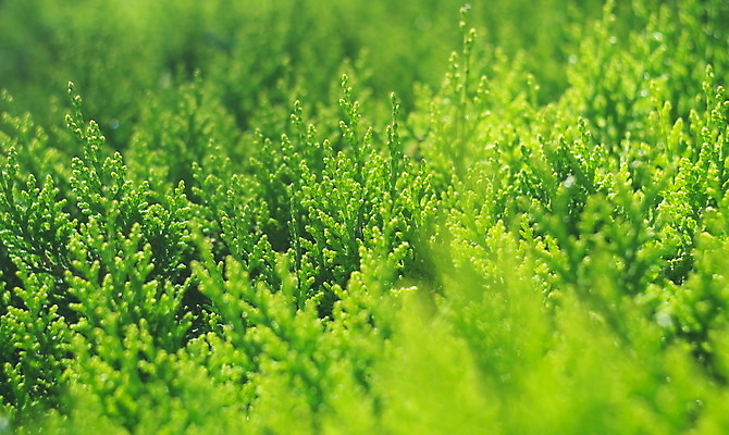 포토 JPG 해외이미지 식물 계절 백그라운드 컨셉 잎 패턴 밭 농업 자연 추상 건강 잔디 사람없음 야외 아웃포커스 초록색 빛 태양 농장 환경 정원 맑음 봄 성장 물방울 신선 시간 닫기 이슬 질감 보케 장면 내추럴 해외포토 자연요소 산업 컬러 무늬 모션 날씨 촬영기법 생태계 파일형식 이미지허브