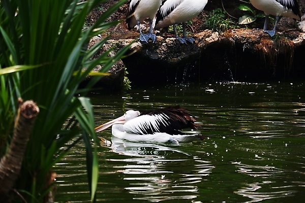 포토 JPG 해외이미지 동물 호수 야생동물 바다 백그라운드 날개 아프리카 자연 조류 낚시 어류 사람없음 야외 물 여름 수영 흰색 그룹 황무지 큼 펠리컨 깃털 부리 물새 철새 물갈퀴 내추럴 다뉴브강 동물상 식민지 해외포토 자연요소 계절 나라 컬러 레저 조형물 수중동물 수상스포츠 크기 생태계 파일형식 이미지허브