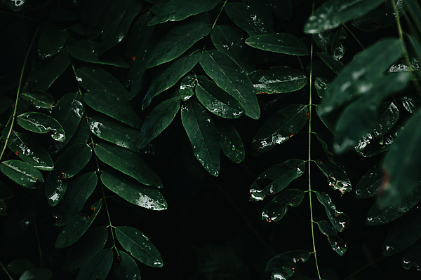 포토 JPG 해외이미지 백그라운드 잎 자연 사람없음 초록색 어둠 해외포토 식물 컬러 생태계 파일형식 이미지허브