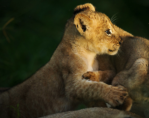 포토 JPG 해외이미지 응시 야생동물 새끼 두마리 사람없음 야외 야간 사자 육식동물 해외포토 자연요소 동물 시선 2 포유류 파일형식 이미지허브