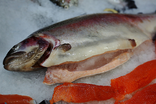 포토 JPG 해외이미지 동물 음식 바다 백그라운드 다이어트 자연 낚시 건강 어류 요리 사람없음 강 상점 얼음 줄무늬 활발 추위 신선 잡기 시장 닫기 시원함 먹기 해산물 오브젝트 유기농 질감 상업 날것 낚시꾼 지느러미 내추럴 거짓말 해외포토 자연요소 웰빙 컨셉 무늬 모션 레저 수중동물 생태계 파일형식 이미지허브