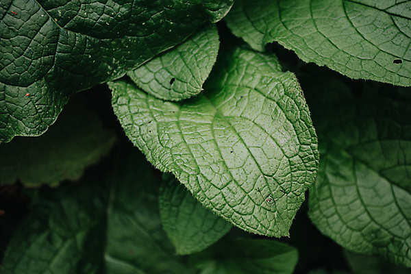 포토 JPG 해외이미지 백그라운드 잎 자연 사람없음 초록색 해외포토 식물 컬러 생태계 파일형식 이미지허브