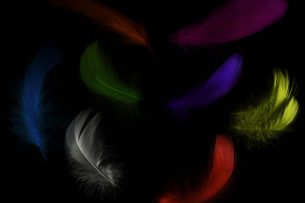 포토 JPG 해외이미지 모양 디자인 분홍색 백그라운드 창조 사람없음 장식 가로 빨간색 컬러풀 노란색 검은색 흰색 그룹 정상 매끈함 수집 제비꽃 깃털 묘사 오브젝트 질감 위치 솜털 거짓말 고립 항목 스타일 많음 해외포토 꽃 컬러 컨셉 감각 파일형식 이미지허브