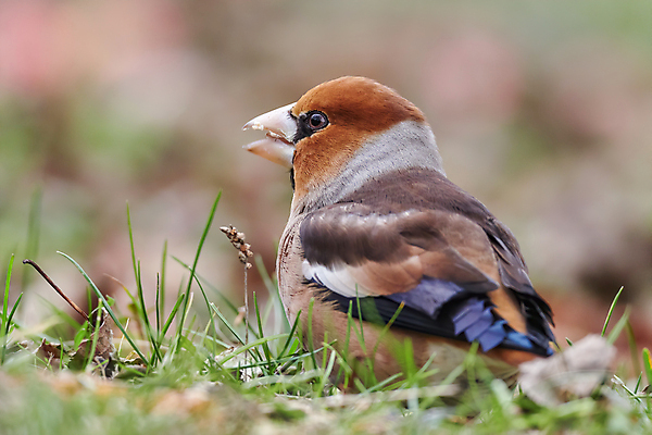 포토 JPG 해외이미지 동물 남자 야생동물 날개 오렌지 가족 자연 조류 사람없음 야외 목재 가로 컬러풀 반사 갈색 정원 힘 회색 가을 나뭇가지 숲 큼 깃털 부리 슛 새장 서식지 철새 계산서 고립 동물상 삼림지대 순간 웅장함 해외포토 나무 계절 컬러 과일 재료 관계 사람 조형물 크기 생태계 케이지 파일형식 이미지허브