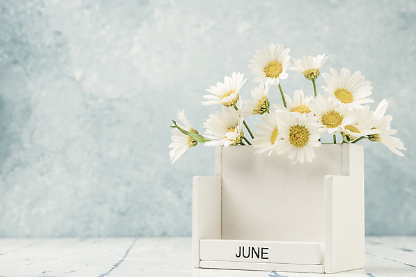 포토 JPG 해외이미지 식물 템플릿 계절 기념일 꽃 꽃다발 백그라운드 컨셉 꽃무늬 탁자 휴가 사람없음 목재 장식 초록색 노란색 다이어리 공백 수확 달력 흰색 시간 날짜 계획 6월 오브젝트 질감 복고 데이지 내추럴 월 옛날 오늘 조언 카피스페이스 해외포토 나무 컬러 가구 무늬 농업 재료 이벤트 사무용품 파일형식 이미지허브