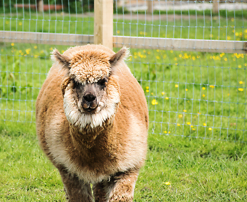 포토 JPG 해외이미지 동물 응시 얼굴 야생동물 농업 자연 털 사람없음 농장 갈색 머리 군중 부드러움 솜털 양고기 노려봄 양모 알파카 특별함 페루 해외포토 시선 산업 컬러 컨셉 표정 육류 사람 신체부위 직물 감각 남아메리카 생태계 파일형식 이미지허브