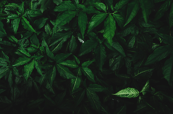 포토 JPG 해외이미지 나무 식물 디자인 배너 계절 공원 백그라운드 잎 패턴 자연 벽지 추상 건강 사람없음 장식 초록색 여름 환경 정원 검은색 스파 어둠 봄 촉촉함 수확 성장 신선 야간 숲 에코 유기농 질감 에메랄드 내추럴 엘리먼트 그리너리 해외포토 자연요소 웰빙 공공시설 컬러 무늬 농업 젖음 보석 생태계 파일형식 트랜드컬러 이미지허브