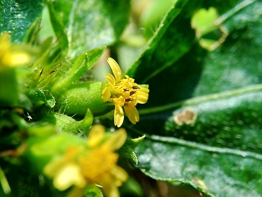 포토 JPG 해외이미지 농업 채소 건강 사람없음 정원 허브 유기농 해외포토 식물 웰빙 산업 파일형식 이미지허브