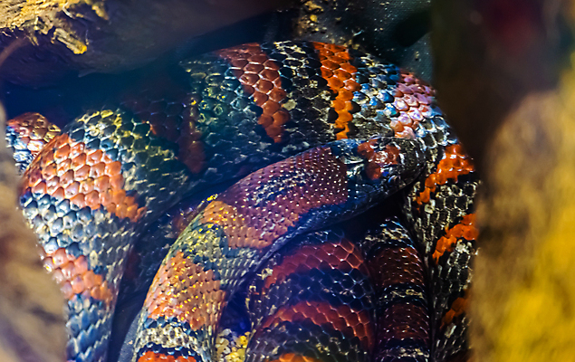 포토 JPG 해외이미지 동물 얼굴 백그라운드 패턴 오렌지 파충류 자연 멕시코 사람없음 빨간색 반려동물 머리 검은색 미국 우유 뱀 야간 왕 이국적 인기 해외포토 자연요소 컬러 북아메리카 무늬 과일 유제품 신체부위 생태계 파일형식 이미지허브