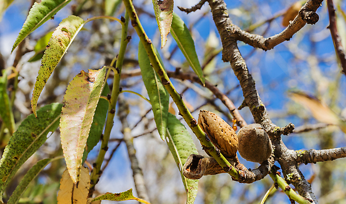 포토 JPG 해외이미지 나무 식물 계절 음식 잎 농업 다이어트 과일 재료 자연 하늘 건조 사람없음 야외 여름 파란색 농작물 햇빛 갈색 맑음 활발 수확 껍질 가을 과수원 먹기 유기농 두부 아몬드 건강식 숙성 세련 해외포토 웰빙 산업 컬러 컨셉 모션 날씨 건강 태양 견과류 생태계 파일형식 이미지허브