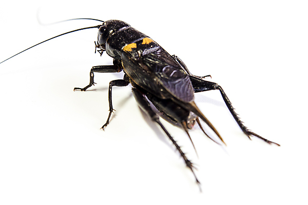 포토 JPG 해외이미지 동물 곤충 백그라운드 자연 사람없음 옆모습 갈색 검은색 흰색 닫기 해충 벌레 작음 고립 귀뚜라미 해외포토 뷰포인트 컬러 모션 크기 생태계 파일형식 이미지허브