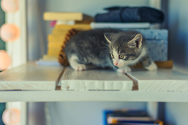 포토 JPG 해외이미지 동물 1 응시 여유 장신구 포유류 책장 선반 주택 실내 안전 사람없음 목재 책 반려동물 상자 고양이 회색 수확 흰색 아기 관찰 판넬 달콤 작음 수납 솜털 고립 숨기 혼자 해외포토 나무 시선 감정 컬러 가구 농업 재료 모션 사람 내부 건물 맛 크기 파일형식 이미지허브