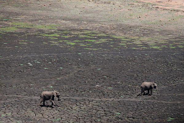 포토 JPG 해외이미지 동물 공원 도로 야생동물 모래 여행 포유류 아프리카 자연 코끼리 사람없음 야외 빨간색 세로 초록색 관광지 산책 탐험 치아 큼 사파리 황소 상아 나미비아 옛날 웅장함 전국 해외포토 공공시설 나라 길 컬러 교통시설 휴식 소화기관 소 크기 생태계 남아프리카 파일형식 이미지허브