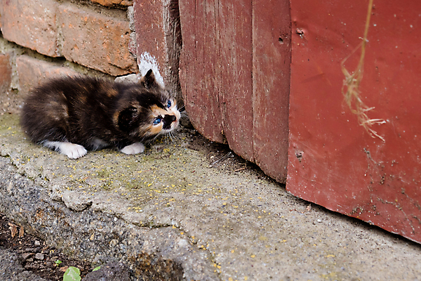 포토 JPG 해외이미지 동물 응시 행복 얼굴 장난 포유류 털 앉기 사람없음 야외 파란색 반려동물 검은색 고양이 아기 관찰 작음 부드러움 혼자 해외포토 시선 감정 컬러 모션 사람 신체부위 감각 크기 파일형식 이미지허브