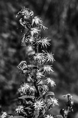 포토 JPG 해외이미지 식물 라이프스타일 계절 꽃 백그라운드 컨셉 잎 꽃무늬 패턴 농업 자연 선물 사랑 미술 사람없음 목재 장식 검은색 화목 수확 골동품 가을 흰색 시골 유기농 질감 복고 엽서 내추럴 구성 옛날 정물화 스타일 카피스페이스 해외포토 나무 웰빙 감정 산업 컬러 무늬 재료 문화예술 생활 공백 편지 그림 생태계 파일형식 이미지허브