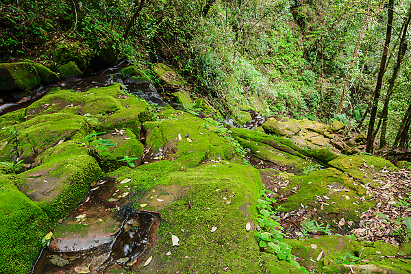 포토 JPG 해외이미지 식물 잎 모션 태국 자연 산 국립공원 이끼 풍경 사람없음 목재 초록색 물 폭포 젖음 흐름 가을 개울 숲 시원함 열대우림 내추럴 깊이 해외포토 자연요소 나무 계절 공원 아시아 컬러 컨셉 재료 강 생태계 파일형식 이미지허브