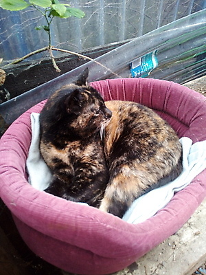 포토 JPG 해외이미지 여자 여유 성인 사람없음 고양이 침대 헛간 해외포토 감정 가구 포유류 사람 반려동물 저장고 파일형식 이미지허브