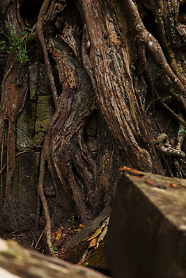 포토 JPG 해외이미지 나무 아시아 종교 문화 얼굴 벽 여행 불교 건축양식 사람없음 건물 조각상 사찰 재산 캄보디아 고고학 옛날 힌두교 해외포토 식물 건축물 교육 건축 나라 종교건축 신체부위 금융 조형물 파일형식 이미지허브