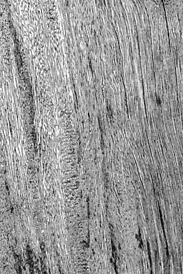 포토 JPG 해외이미지 나무 외관 벽 백그라운드 패턴 자연 표면 추상 주택 건조 사람없음 목재 줄무늬 흰색 판넬 얼룩 거친 균열 널 묘사 질감 잡동사니 내추럴 그런지 수목 옛날 해외포토 식물 컬러 무늬 재료 모션 건물 생태계 파일형식 이미지허브