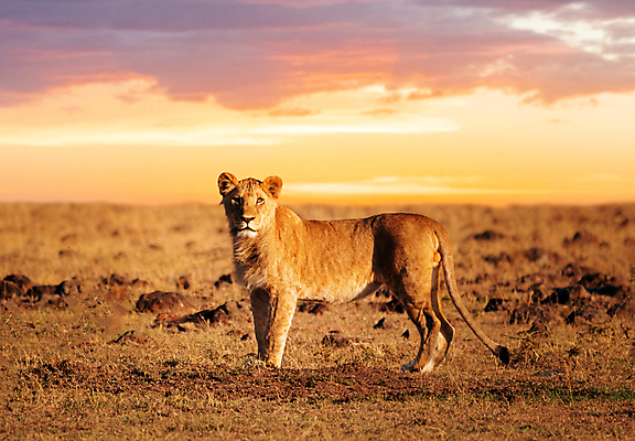 포토 JPG 해외이미지 구름 한마리 야생동물 하늘 서기 초원 사람없음 야외 노을 육식동물 암사자 해외포토 자연요소 동물 1 모션 사자 암컷 파일형식 이미지허브