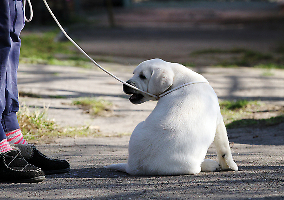 포토 JPG 해외이미지 응시 공원 행복 어린이 놀이 탁자 사람없음 반려동물 노란색 귀여움 기쁨 개 리트리버 달콤 강아지 래브라도리트리버 위치 창백 기르기 유래 해외포토 동물 시선 공공시설 감정 컬러 가구 컨셉 포유류 사람 맛 돌봄 파일형식 이미지허브