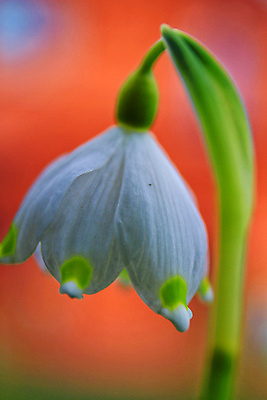 포토 JPG 해외이미지 식물 1 꽃잎 꽃 백그라운드 잎 겨울 꽃무늬 밭 자연 새로움 사람없음 초록색 정원 봄 성장 벚꽃 흰색 신선 개화 숲 심볼 보케 화단 내추럴 떠남 블러 스노드롭 헌병 해외포토 계절 컬러 컨셉 무늬 농업 모션 군인 생태계 파일형식 이미지허브