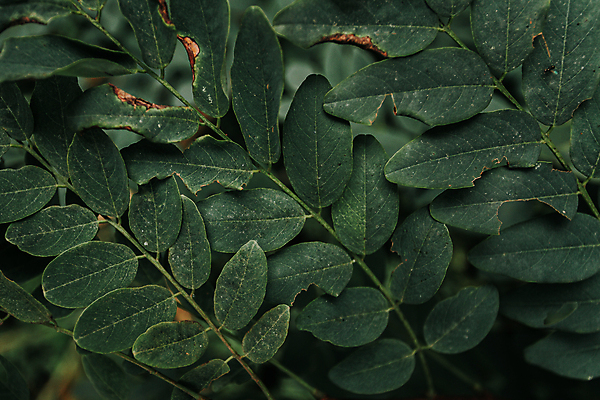포토 JPG 해외이미지 백그라운드 잎 자연 사람없음 초록색 해외포토 식물 컬러 생태계 파일형식 이미지허브