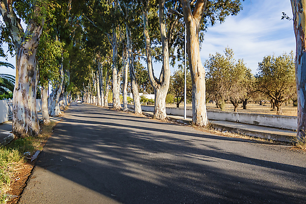 포토 JPG 해외이미지 나무 구름 바다 섬 여행 하늘 휴가 휴식 거리 사람없음 야외 초록색 여름 파란색 햇빛 여행객 맑음 일몰 만 지중해 그리스 그리스인 유칼립투스 해외포토 자연요소 서양인 식물 계절 유럽 컬러 컨셉 날씨 사람 태양 노을 파일형식 이미지허브