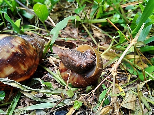 포토 JPG 해외이미지 동물 야생동물 음식 백그라운드 자연 연체동물 나선형 종류 사람없음 초록색 빛 갈색 환경 정원 검은색 젖음 껍질 흰색 신선 닫기 맛 숲 큼 땅 묘사 속도 덮기 느림 내추럴 기어가기 끈적임 해외포토 컬러 컨셉 무늬 모션 무척추동물 크기 생태계 파일형식 이미지허브
