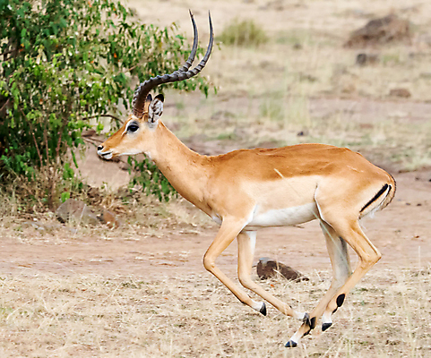 포토 JPG 해외이미지 주간 한마리 야생동물 초식동물 초원 사람없음 야외 달리기 풀 영양_동물 해외포토 자연요소 식물 동물 1 모션 파일형식 이미지허브