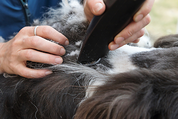 포토 JPG 해외이미지 동물 직업 손 백그라운드 포유류 털 한명 성인 반려동물 머리 검은색 흰색 양 양치기 개 자르기 사냥개 무릎 면도기 보더콜리 몸단장 송곳니 기르기 유래 해외포토 1 컬러 모션 사람 신체부위 위생용품 치아 콜리 돌봄 파일형식 이미지허브