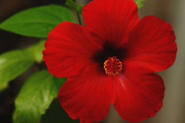 포토 JPG 해외이미지 잎 자연 사람없음 야외 빨간색 히비스커스 해외포토 식물 꽃 컬러 생태계 파일형식 이미지허브