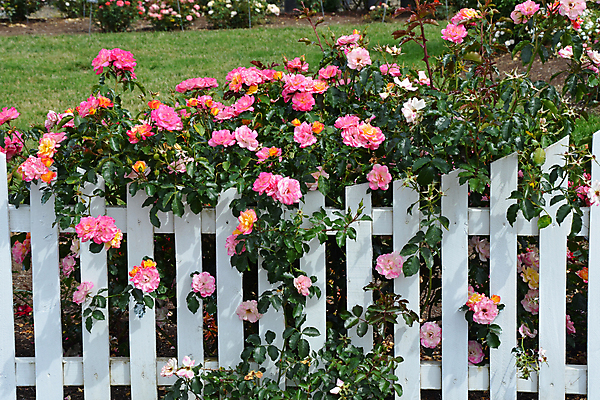포토 JPG 해외이미지 식물 꽃잎 꽃 분홍색 꽃무늬 자연 사람없음 목재 울타리 컬러풀 장미 정원 보라색 봄 벚꽃 개화 원예 해외포토 나무 계절 컬러 무늬 재료 취미 담장 생태계 파일형식 이미지허브