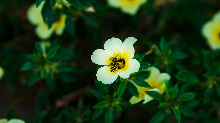포토 JPG 해외이미지 식물 동물 1 계절 꽃잎 꽃 곤충 백그라운드 잎 꽃무늬 밭 자연 생물 사람없음 야외 컵 초록색 노란색 정원 봄 성장 벚꽃 흰색 신선 개화 꿀벌 수분 먹기 원예 꽃가루 버터 꿀 내추럴 수유 해외포토 식기 컬러 무늬 농업 모션 취미 벌_곤충 가루 생태계 파일형식 이미지허브