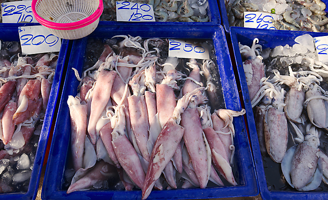 포토 JPG 해외이미지 음식 바다 태국 자연 낚시 요리 사람없음 물 판매 상점 주방 냉동 얼음 수중 식사 저녁식사 젖음 추위 흰색 신선 그룹 시장 닫기 맛 먹기 해산물 콧수염 오징어 날것 가격표 문어 해외포토 자연요소 아시아 컬러 컨셉 모션 레저 수염 연체동물 수중동물 생태계 파일형식 이미지허브