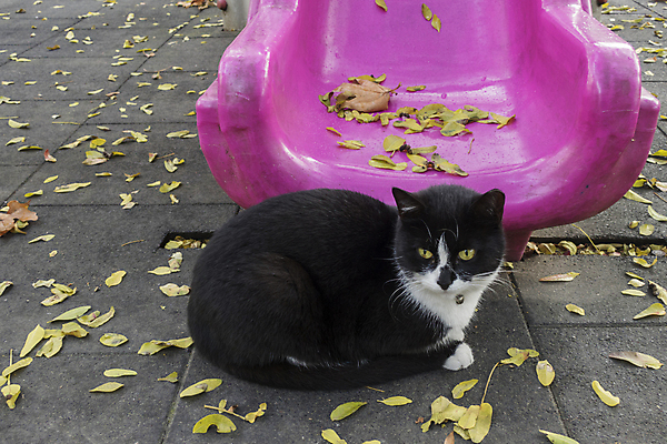 포토 JPG 해외이미지 동물 디자인 응시 행복 백그라운드 장난 포유류 주택 털 실내 사랑 사람없음 그래픽 반려동물 갈색 귀여움 검은색 고양이 우정 회색 흰색 잠 플랫 닫기 만화 모피 그림 얼룩무늬 솜털 거짓말 고립 기르기 유래 해외포토 시선 감정 컬러 컨셉 무늬 모션 내부 건물 친구 돌봄 파일형식 이미지허브